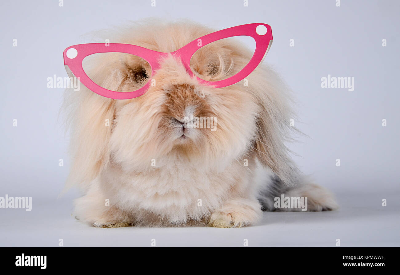 Bunny with glasses