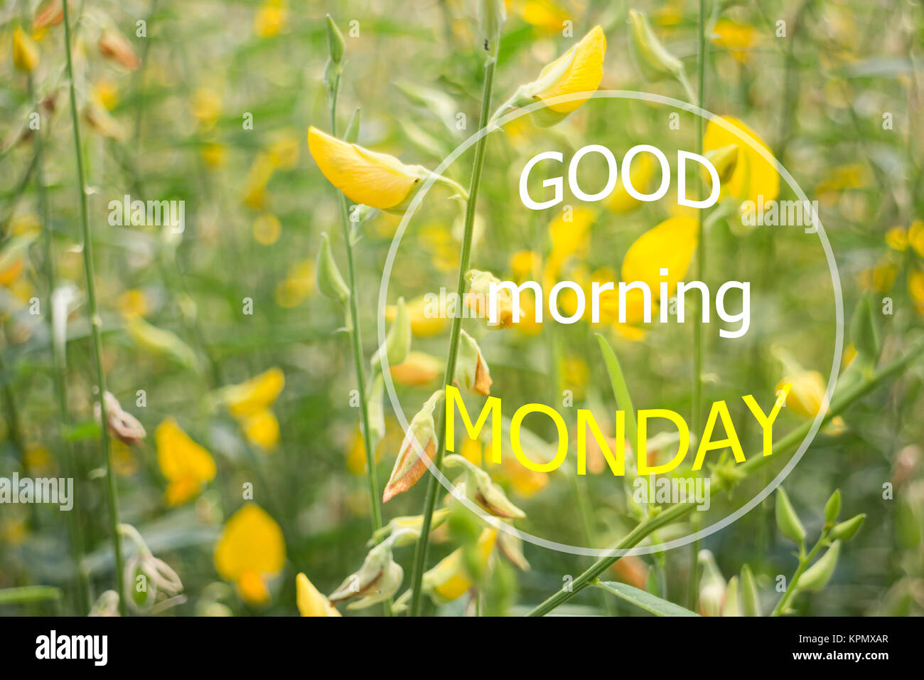 Good morning monday quote design poster Stock Photo - Alamy