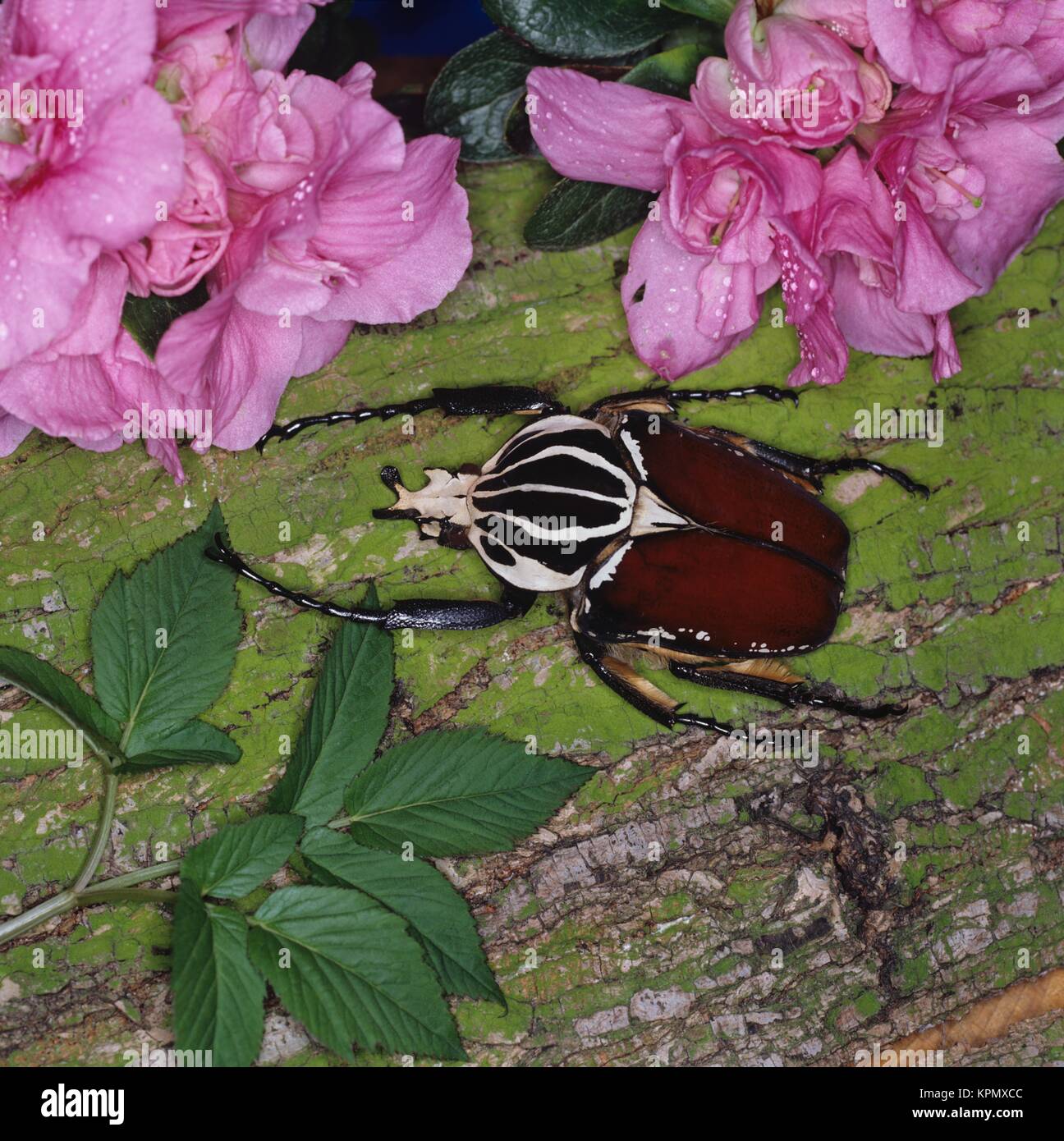 Tropischer männlicher Goliathkäfer auf rosa Blüte. Die Käfer sind  in Westafrika und Zentralafrika beheimatet, wo sie Regenwälder und Baumsavannen bewohnen. Sie sind nachtaktiv. Körpergröße bis 10 cm Länge.                                                                                                                                                                                                                                                                                                                                                                                                           Stock Photo