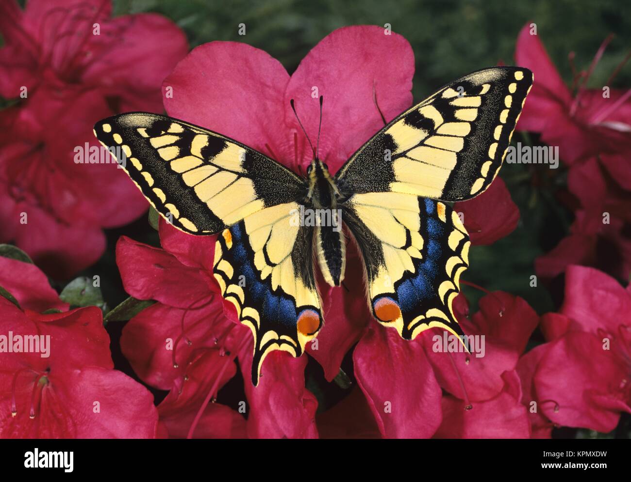 Schwalbenschwanz, Papilio machaon, Old world Swallowtail, auf rosa Azaleenblüten. Der große Schmetterling ist sehr selten in Deutschland. Er steht unter Naturschutz. Stock Photo