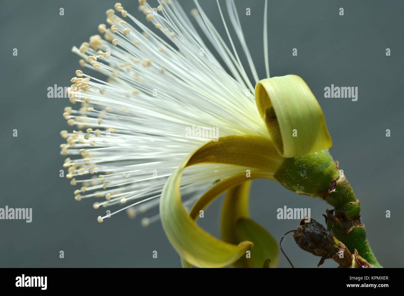 Detail flower of shaving bush tree Stock Photo Alamy