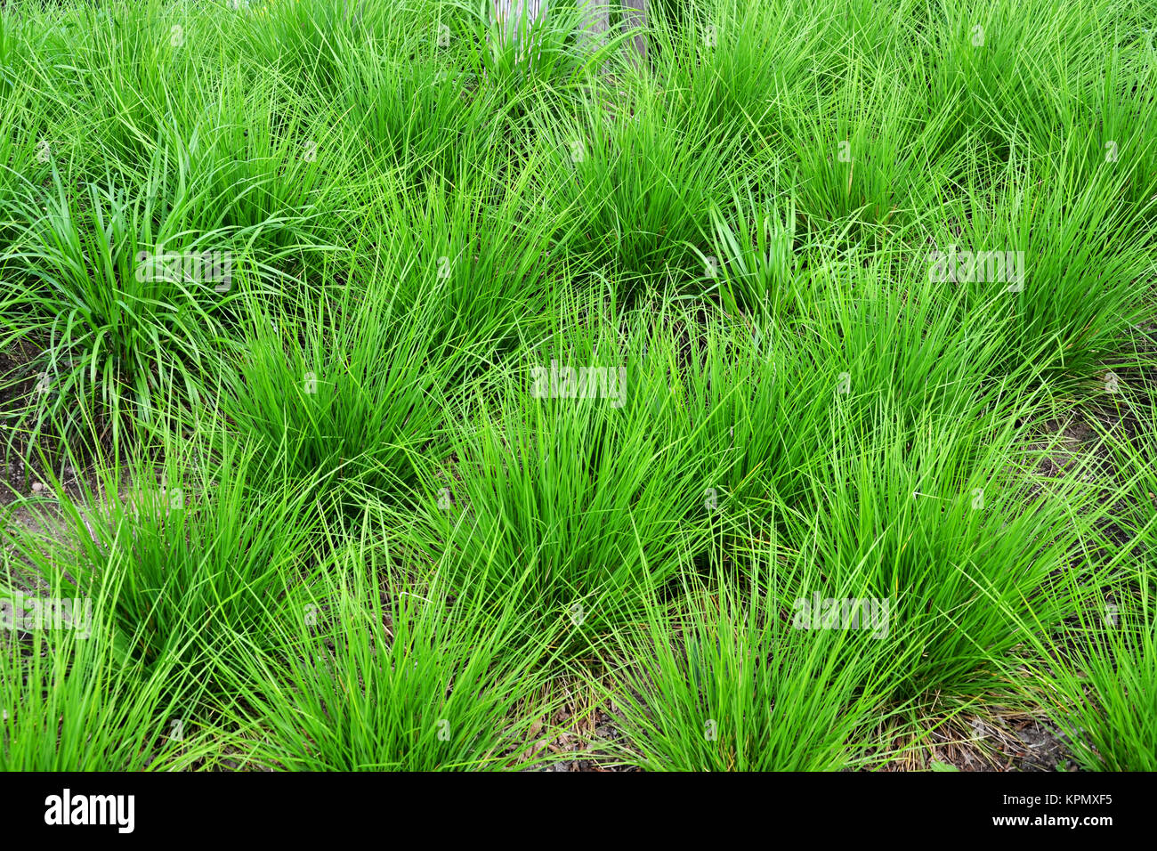 green ornamental grass Stock Photo Alamy