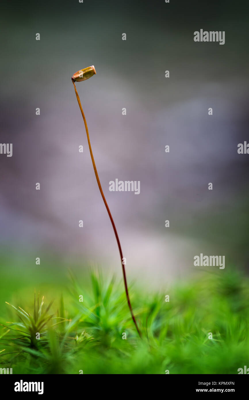 Close up of beautiful moss,Heath Pearlwort Stock Photo