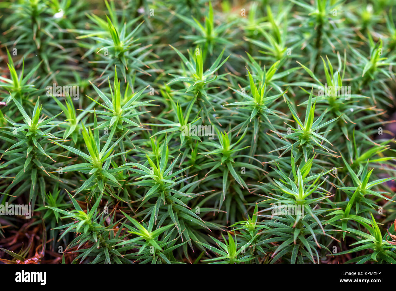 Close up of beautiful moss Stock Photo