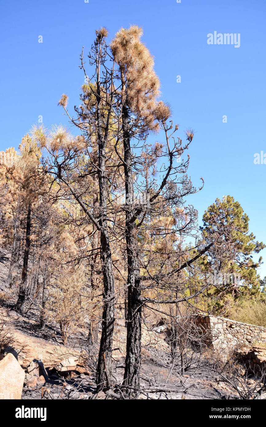 effects of the fire in a forest Stock Photo Alamy