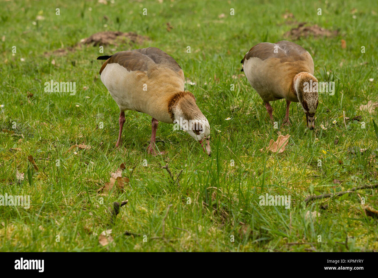 Ein Entenpaar auf einer Frühlingswiese Stock Photo