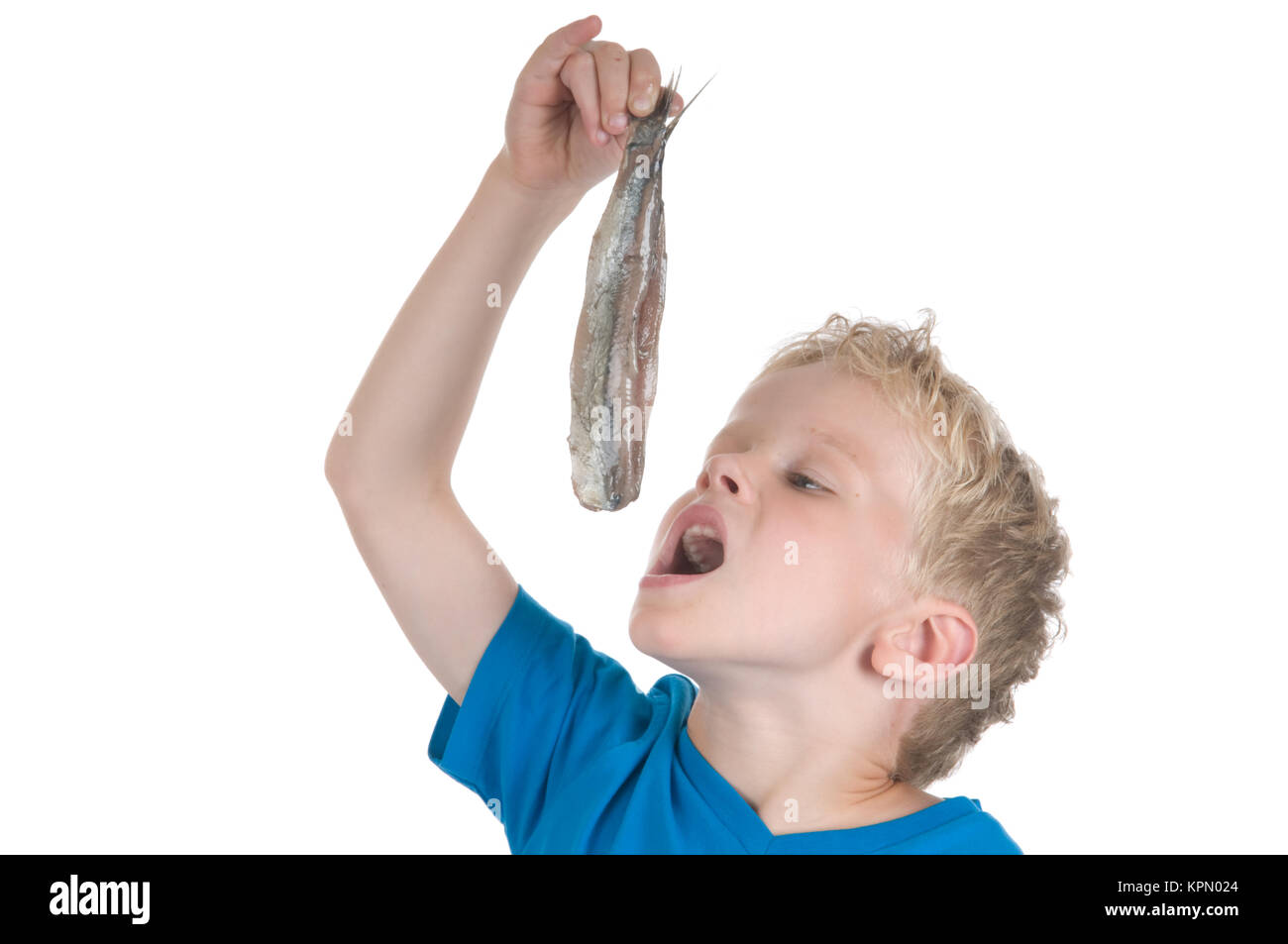 Eating a herring the Dutch way Stock Photo Alamy