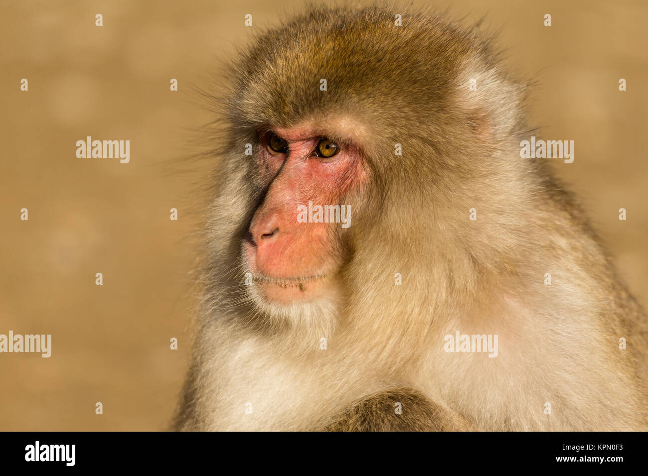 Monkey in wild life Stock Photo