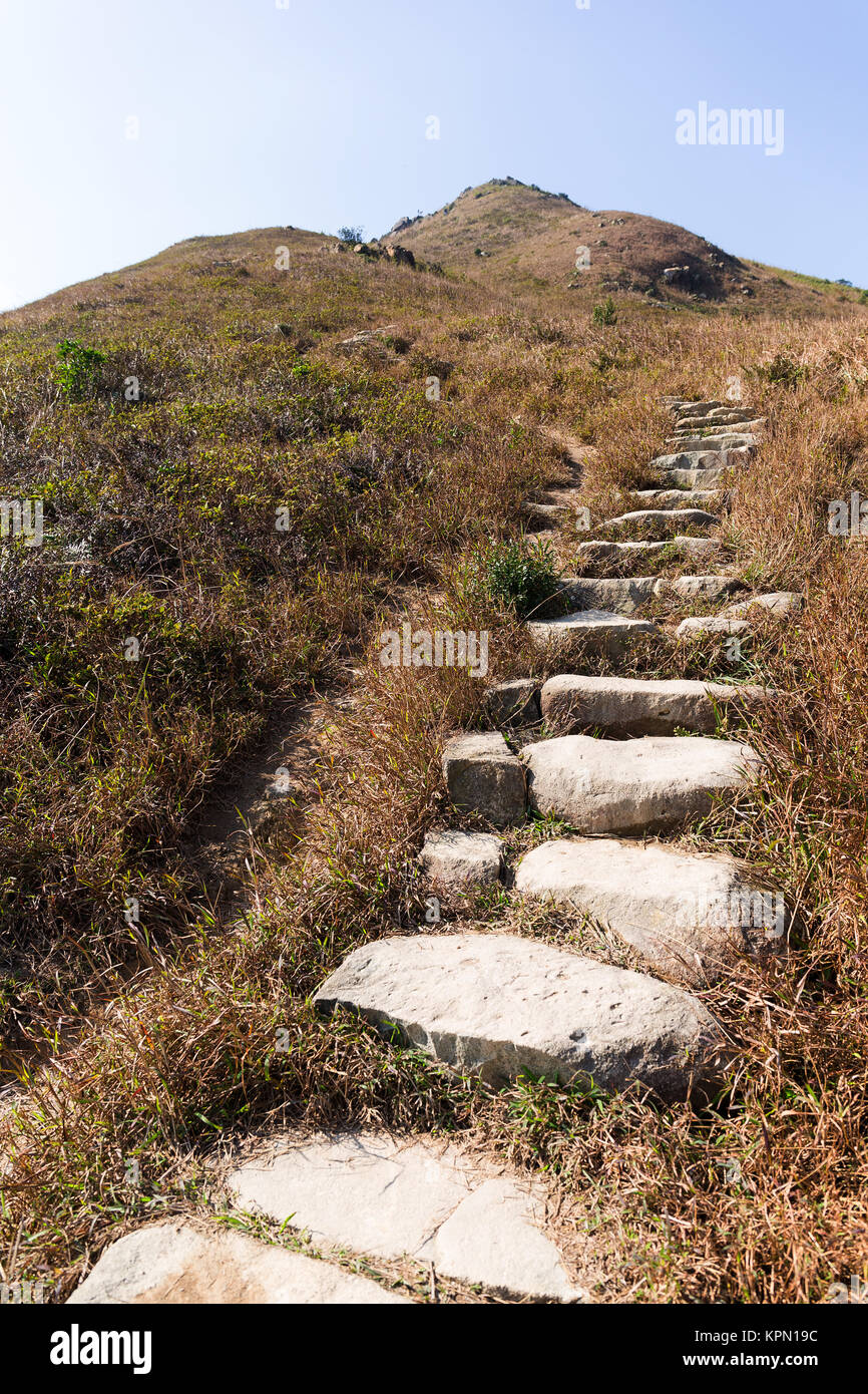 Pathway in green forest Stock Photo - Alamy