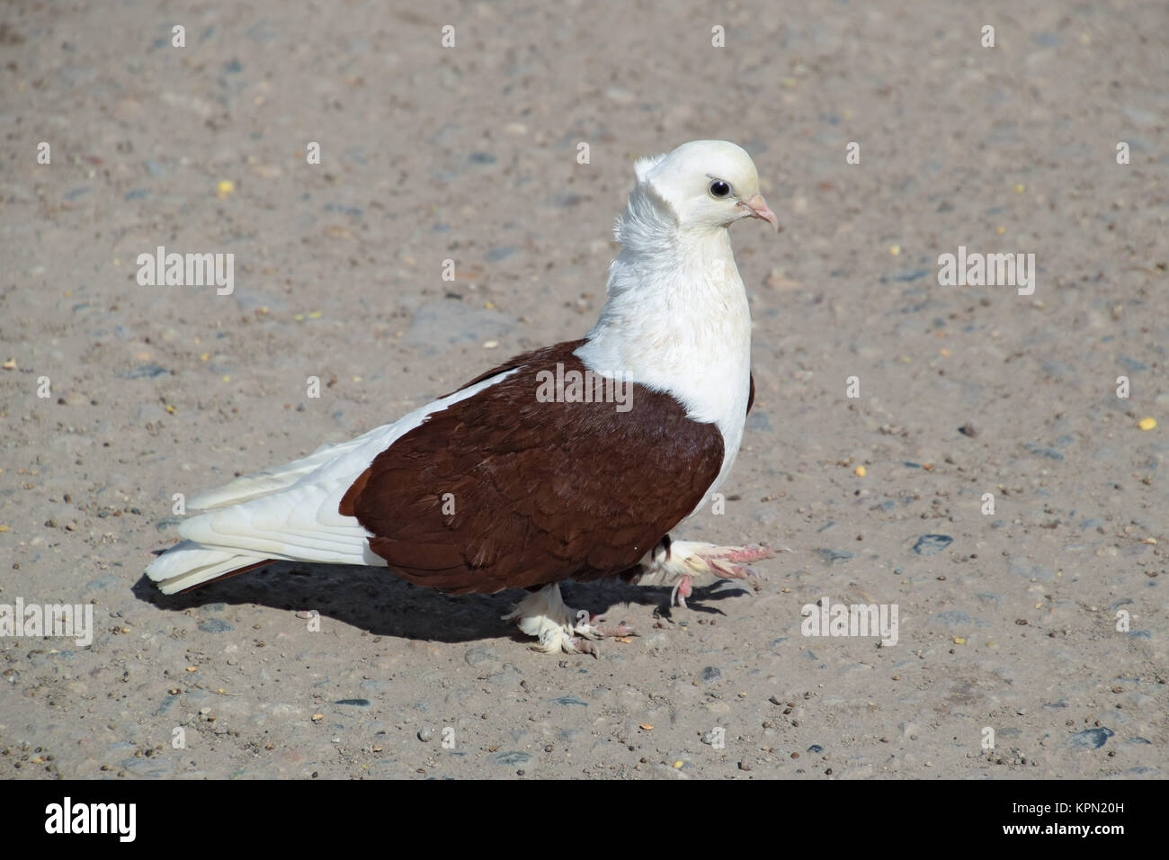 White Brown Pigeon High Resolution Stock Photography and Images Alamy