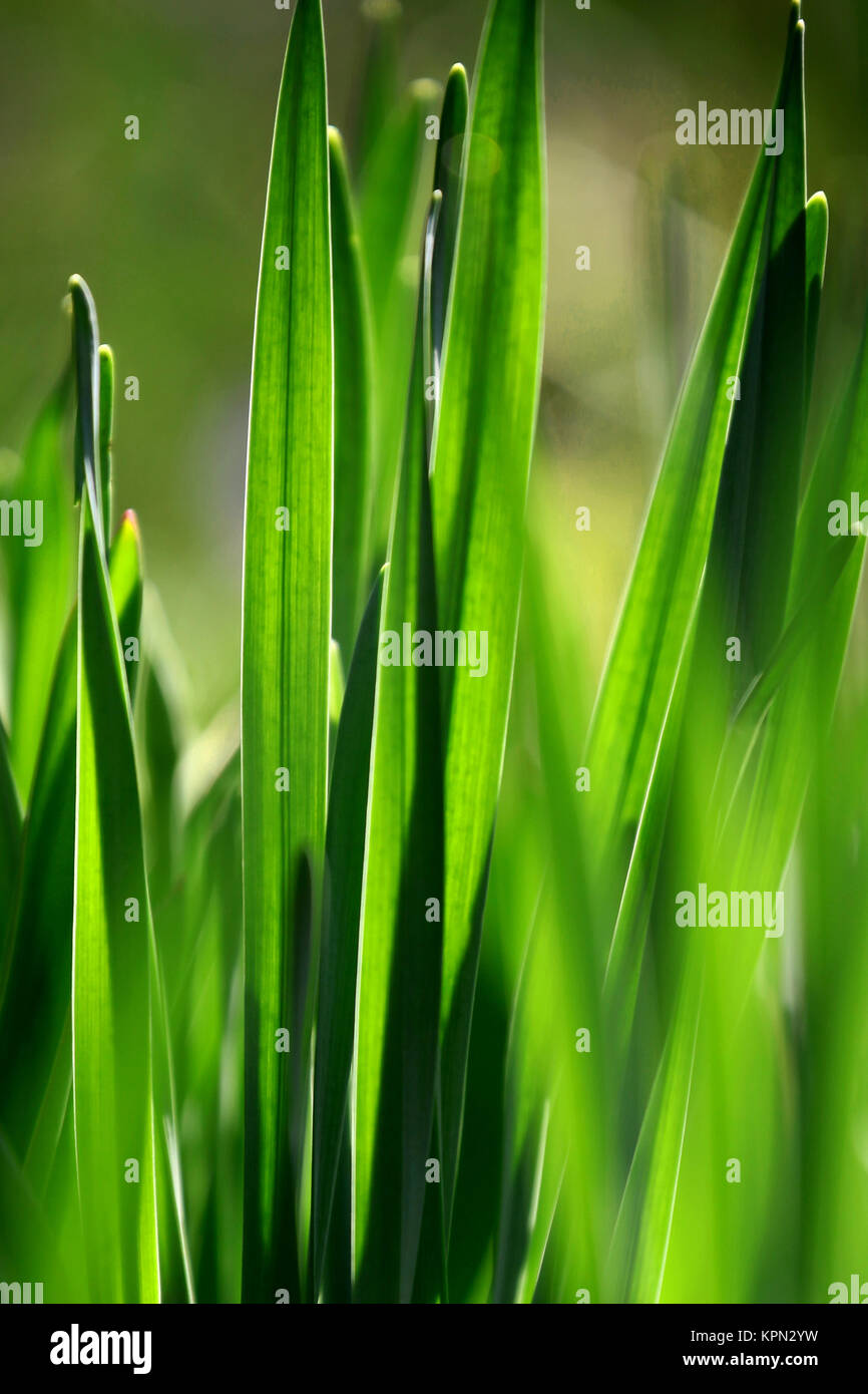 blades of grass in backlight on a meadow Stock Photo