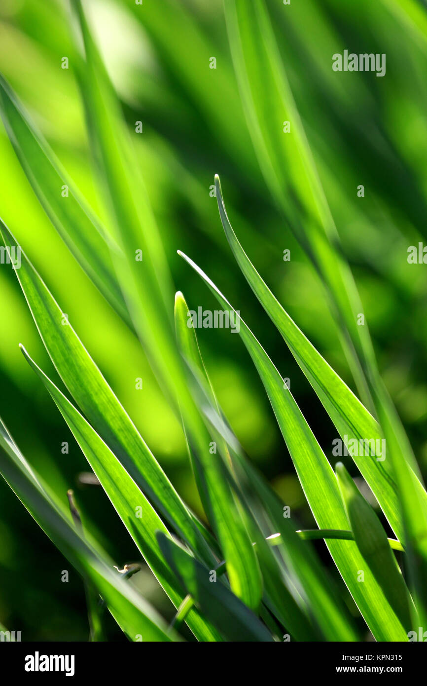 blades of grass in backlight on a meadow Stock Photo