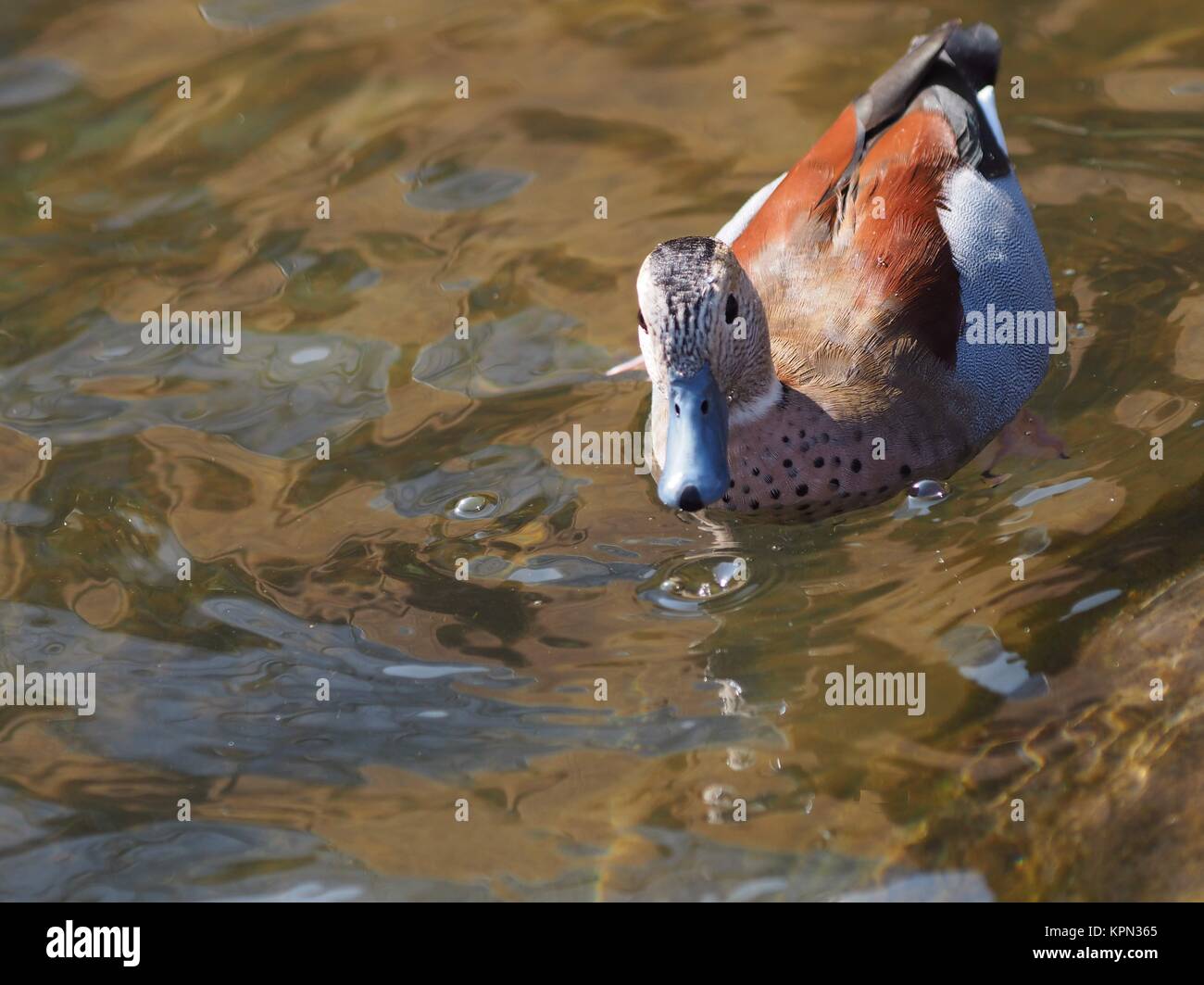 ringed Stock Photo