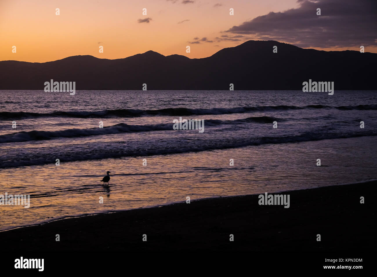 Moody Sunset Seascape with a Seagull Silhouette (Kapiti Coast, New Zealand) Stock Photo