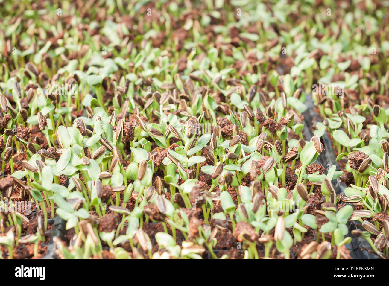 Sunflower seeds sprout in organic farm Stock Photo Alamy