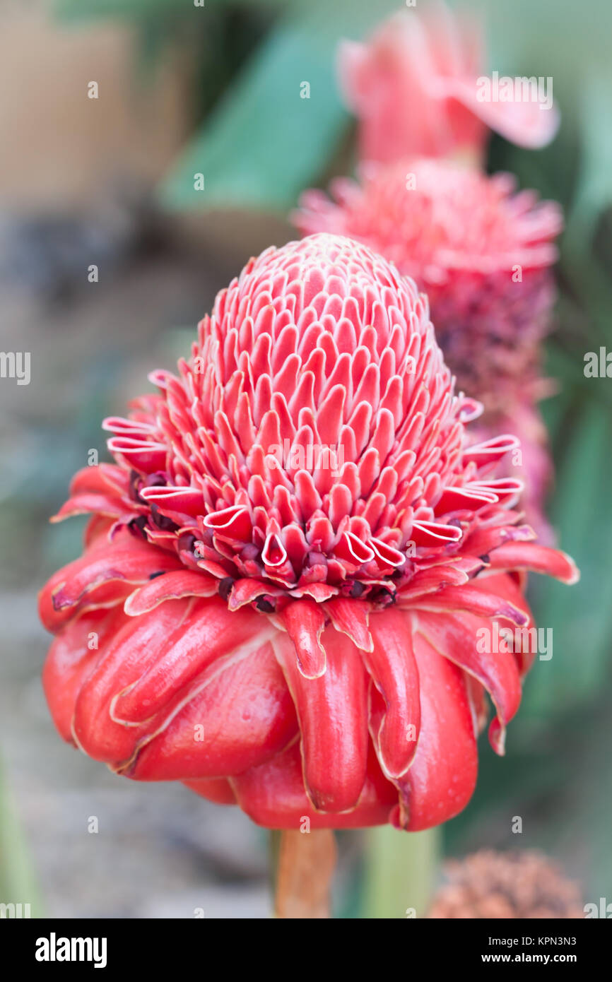 Closeup red torch ginger flower Stock Photo Alamy