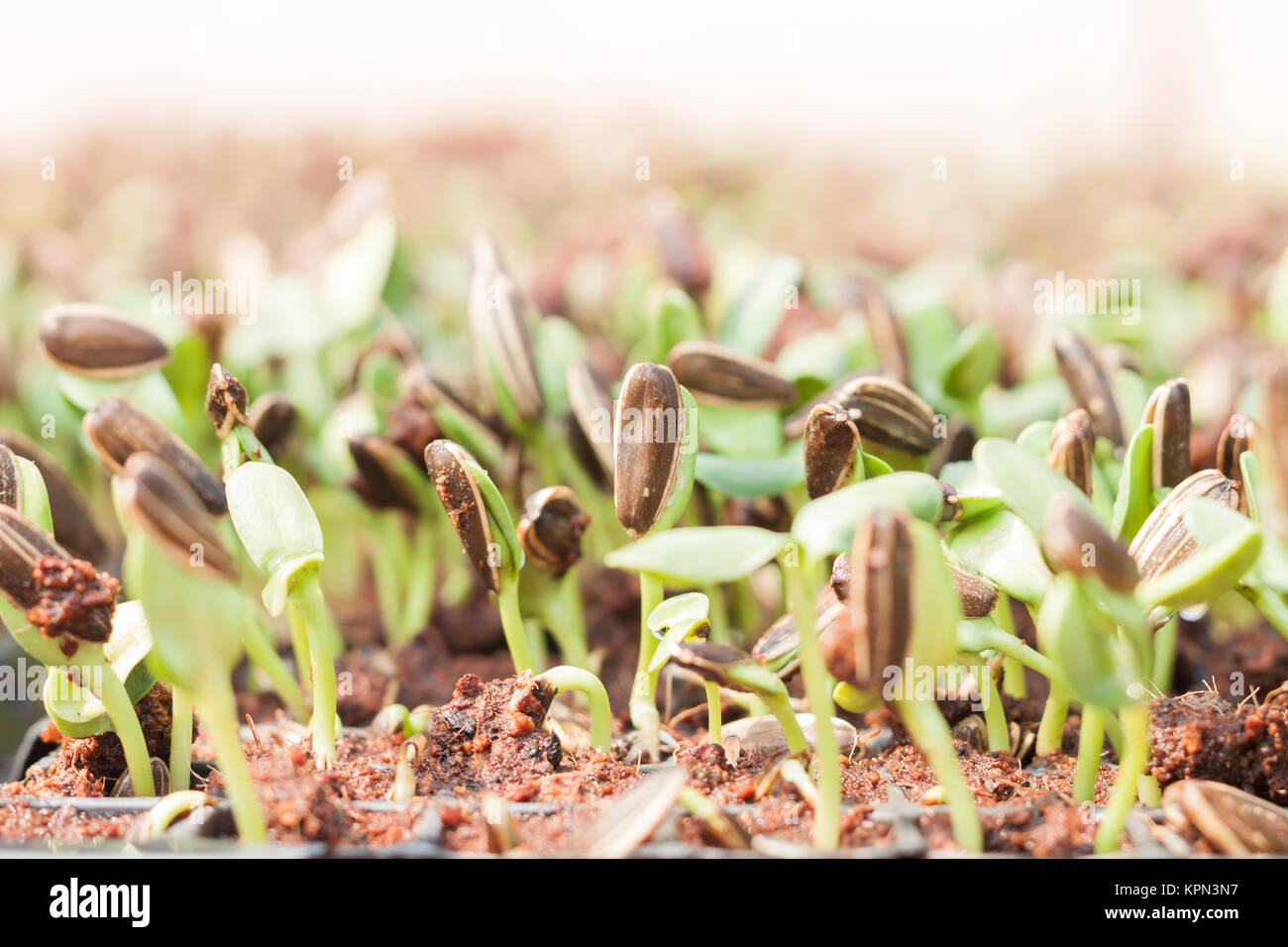 Sunflower seeds sprout in organic farm Stock Photo Alamy