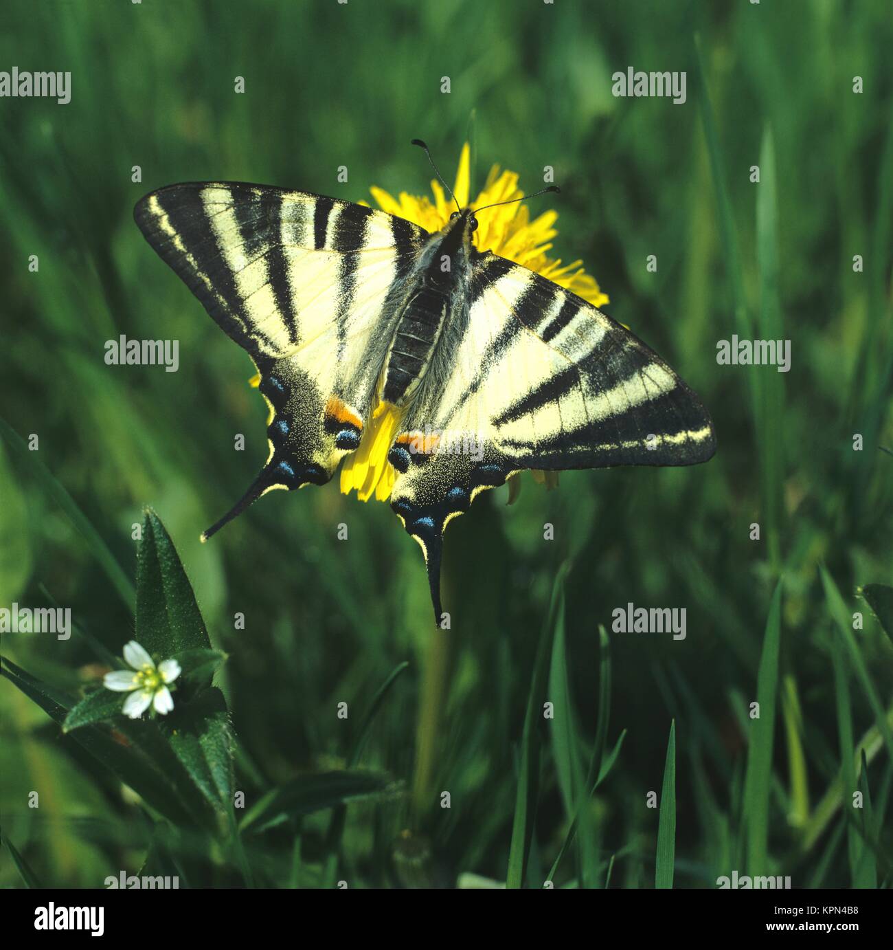 Segelfalter mit geöffneten Flügeln  auf Löwenzahnblüte, sehr seltener, großer Tagfalter Stock Photo