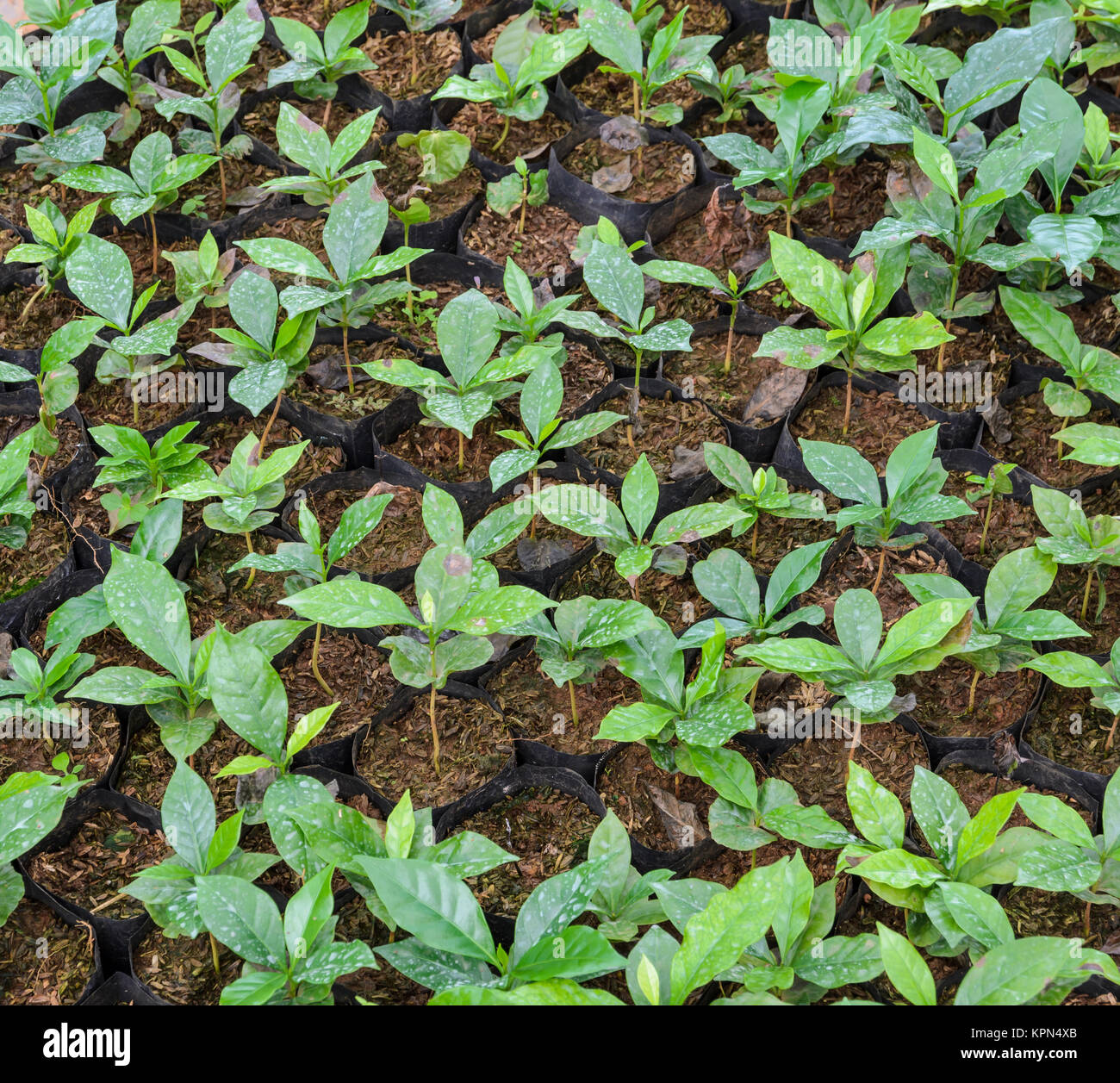 Coffee plants in a nursery Stock Photo Alamy