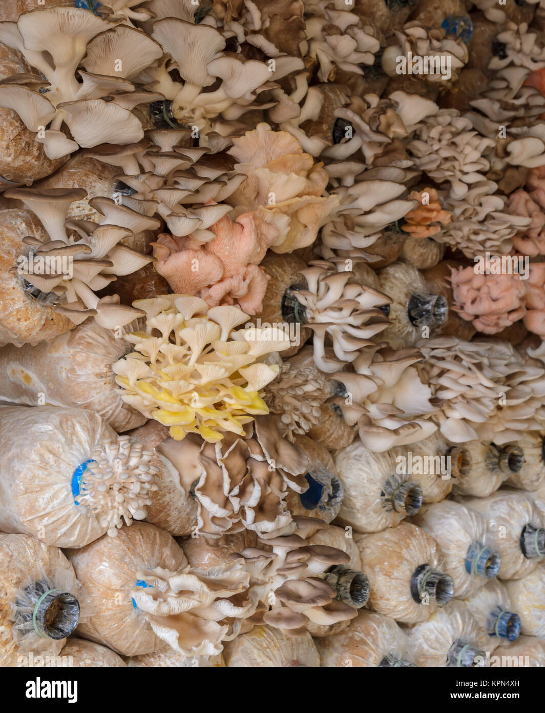 Oyster mushroom cultivation Stock Photo Alamy