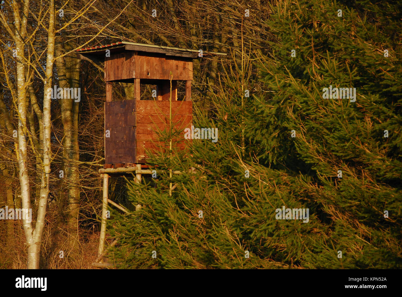 jÃ¤gerstand in the evening sun on the forest edge Stock Photo