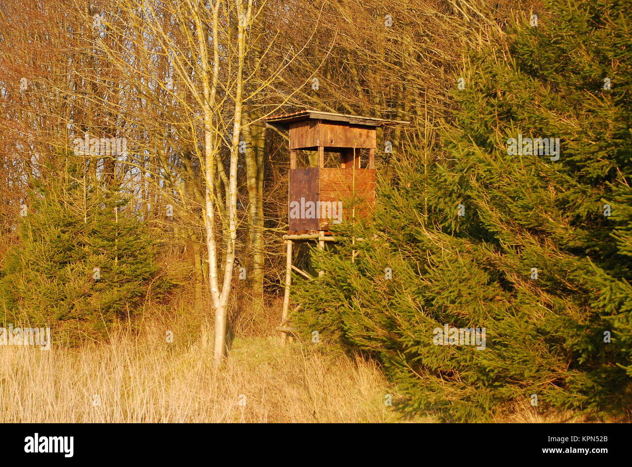 jaeger stand in the evening sun on the forest edge Stock Photo