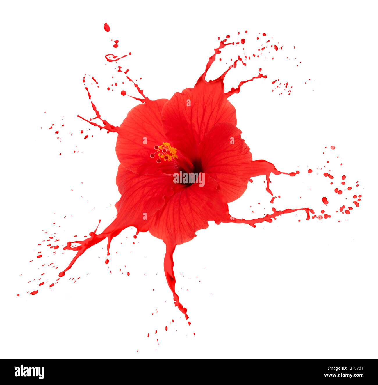 red hibiscus with splashes Stock Photo Alamy