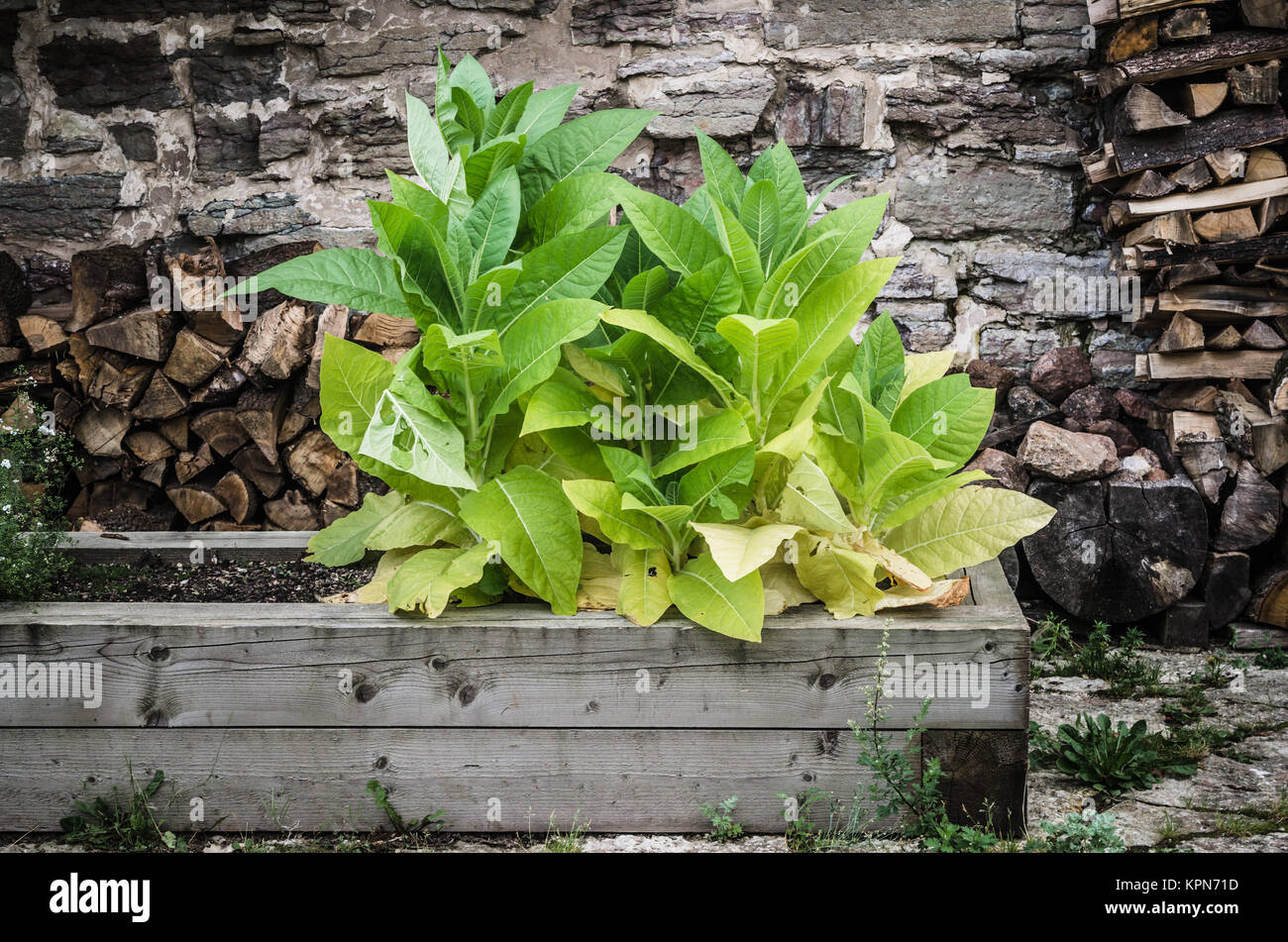 marigold flowers and other herbs, closeup Stock Photo Alamy