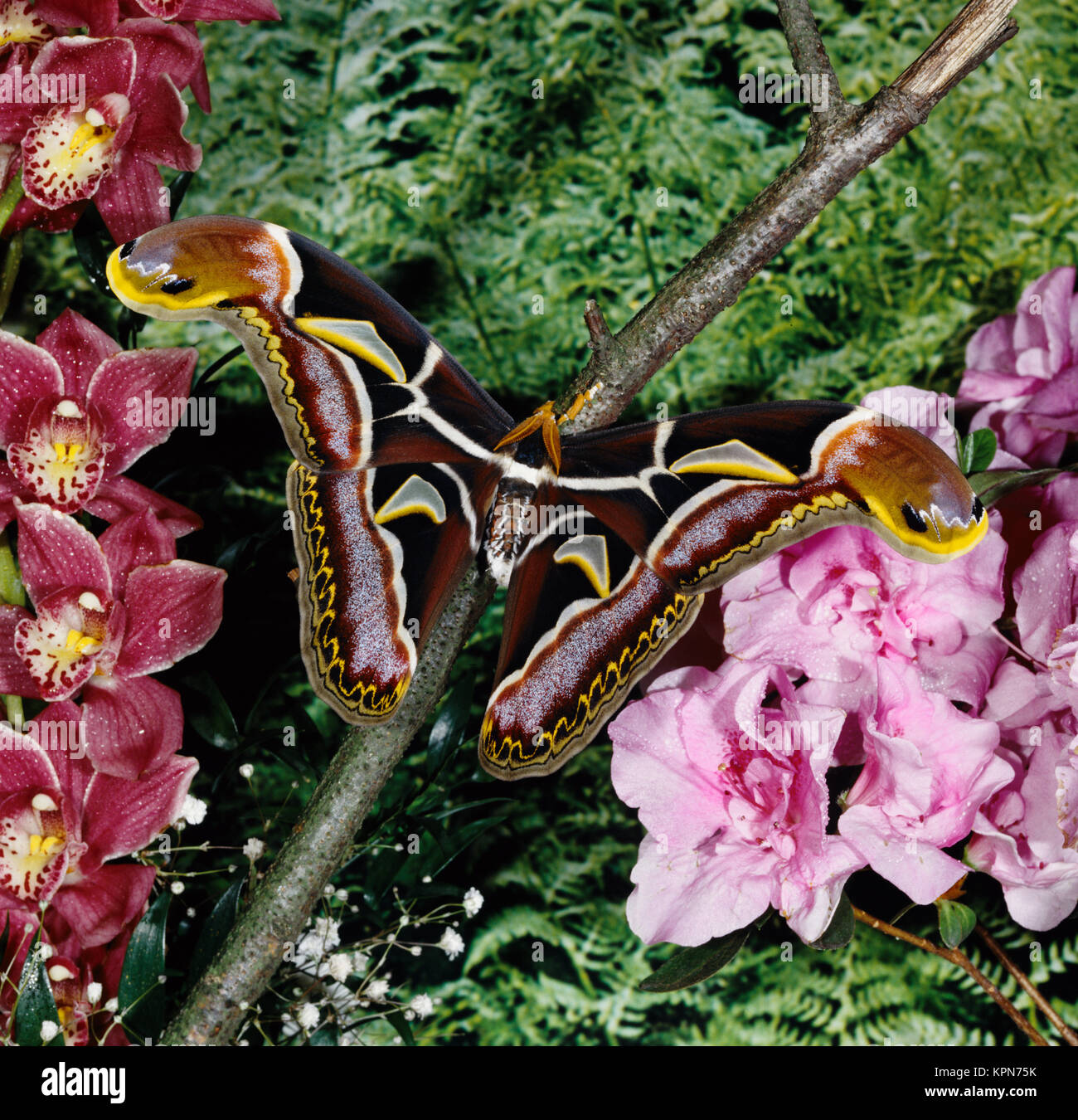Atlasfalter, Attacus edwardsii, Nachtfalter, einer der größten Schmetterlinge der Erde, Spannweite bis über 250 mm, männlicher Falter, die Flügelspitzen imitieren Schlangen- köpfe, zur Abwehr von Fressfeinden. In Tälern am Himalaja und Nordindien. Stock Photo