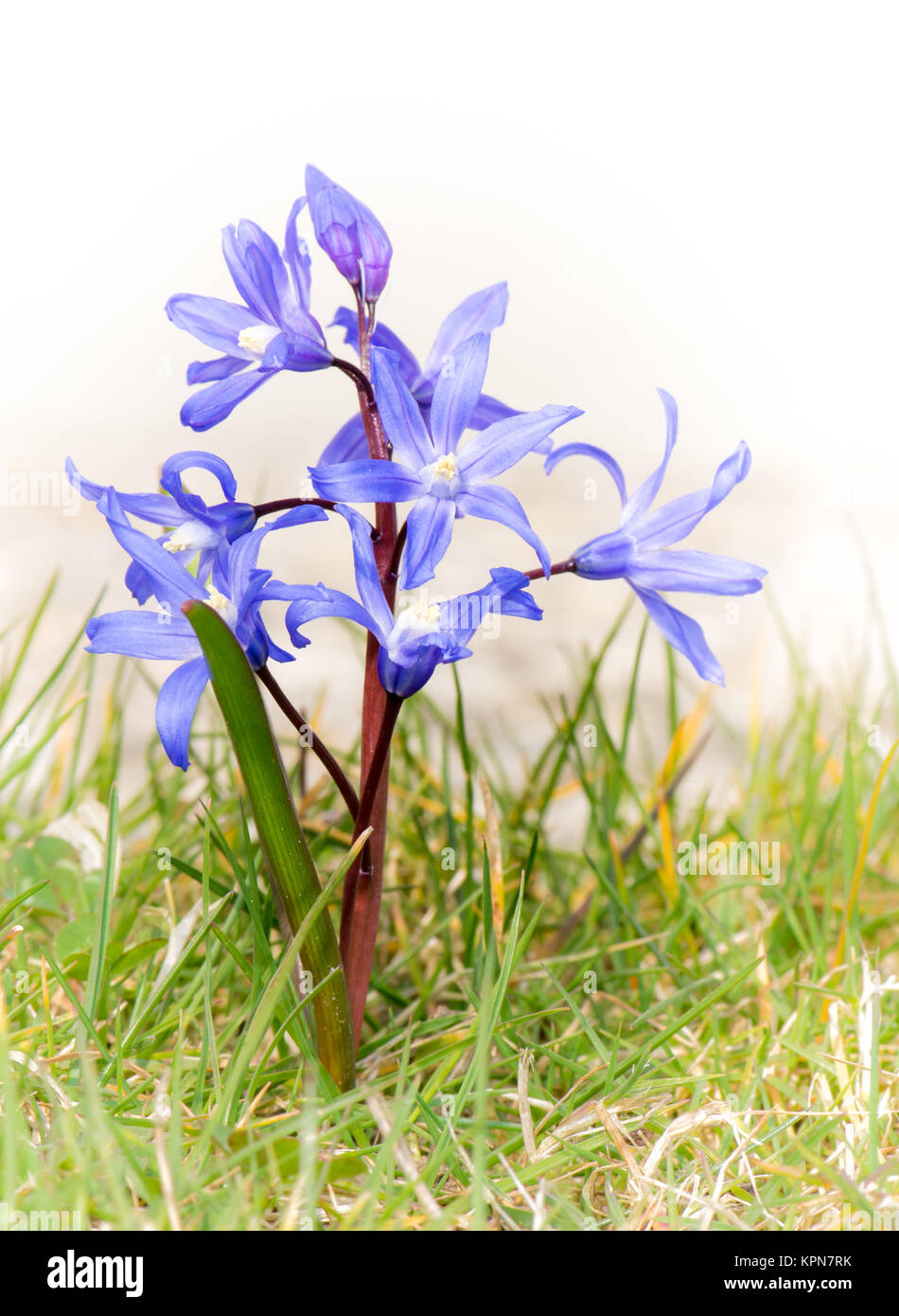 Blue Scilla flower in the grass Stock Photo
