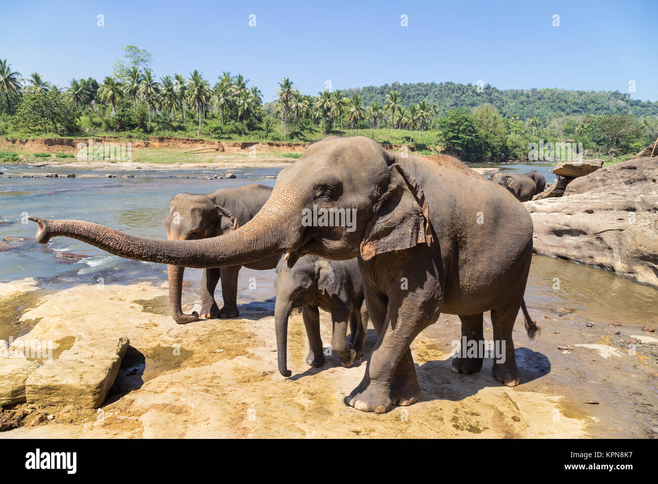 elephant family by the river. Stock Photo