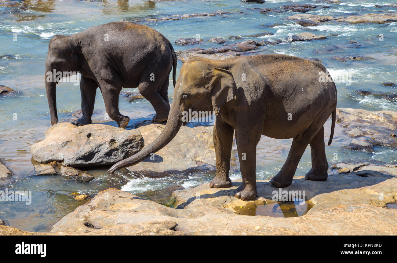 elephant family by the river. Stock Photo