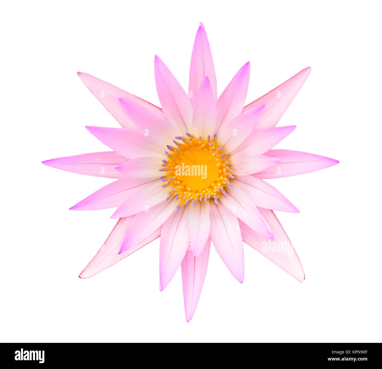 Pink lotus or Pink water lily isolated Stock Photo - Alamy