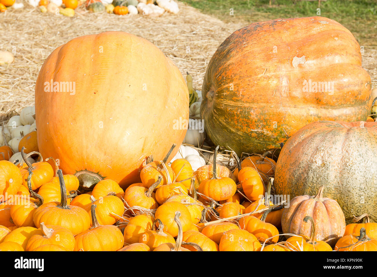 Pumpkin harvest season on the farm Stock Photo - Alamy