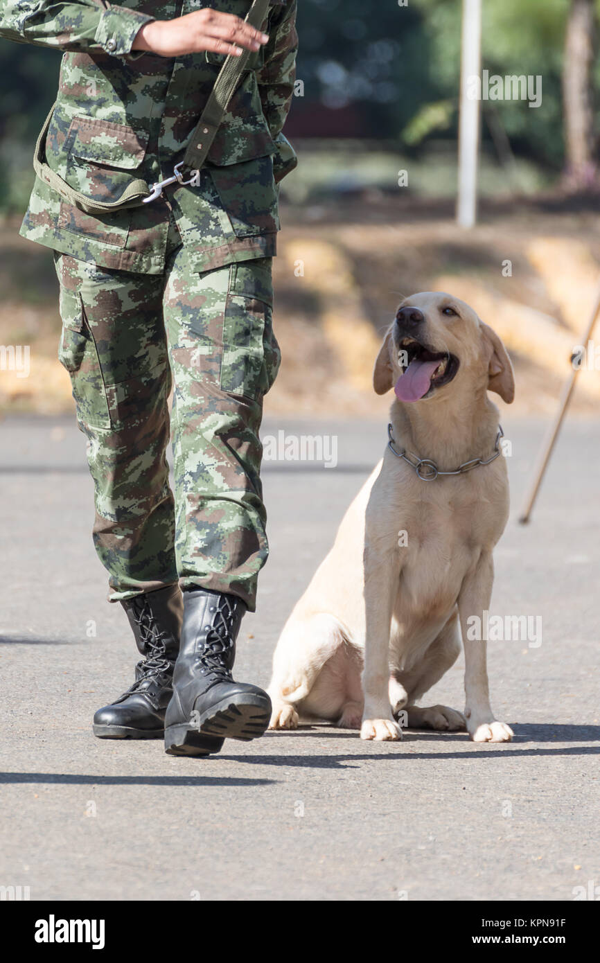 Training dogs of war Stock Photo - Alamy