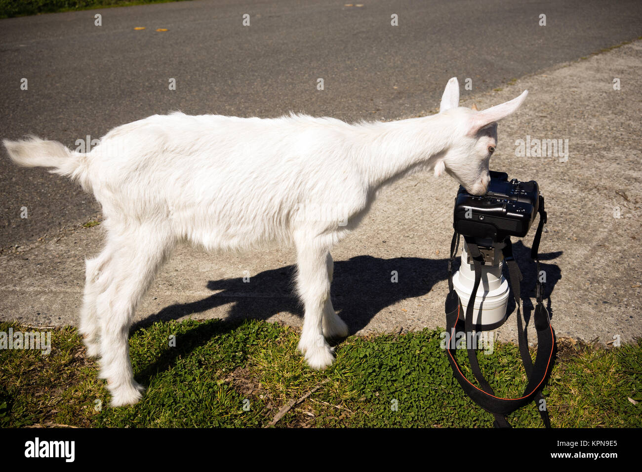 Newborn Animal Albino Goat Explores Camera Long Zoom Lens Stock Photo