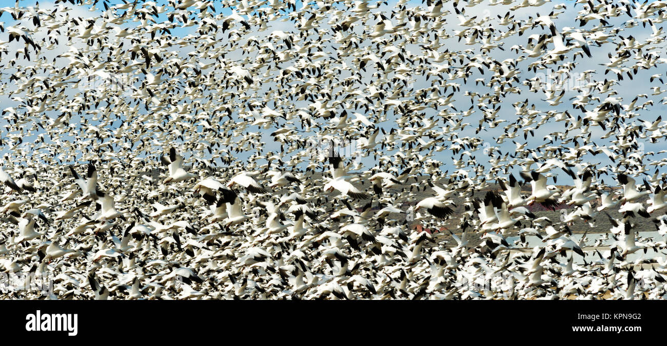 Snow Geese Flock Together Spring Migration Wild Birds Stock Photo