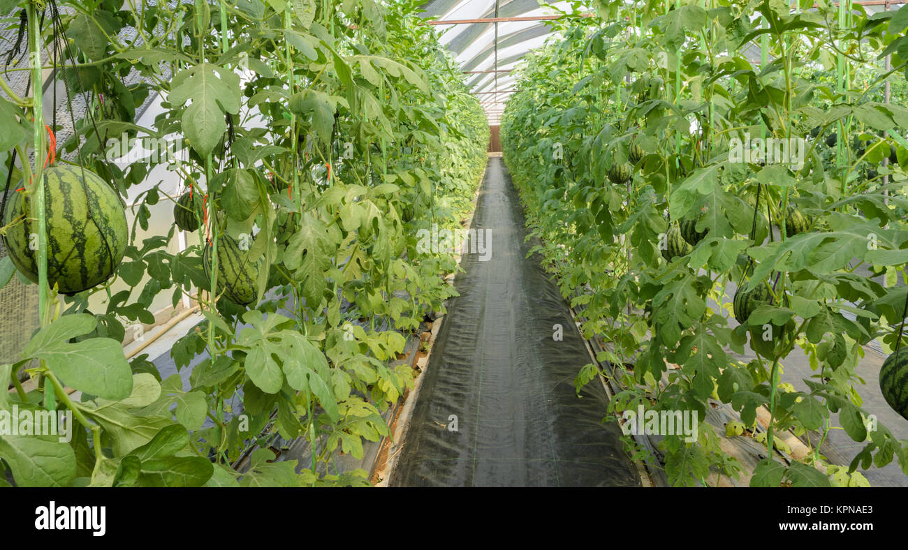 Watermelon plantation in greenhouse Stock Photo Alamy