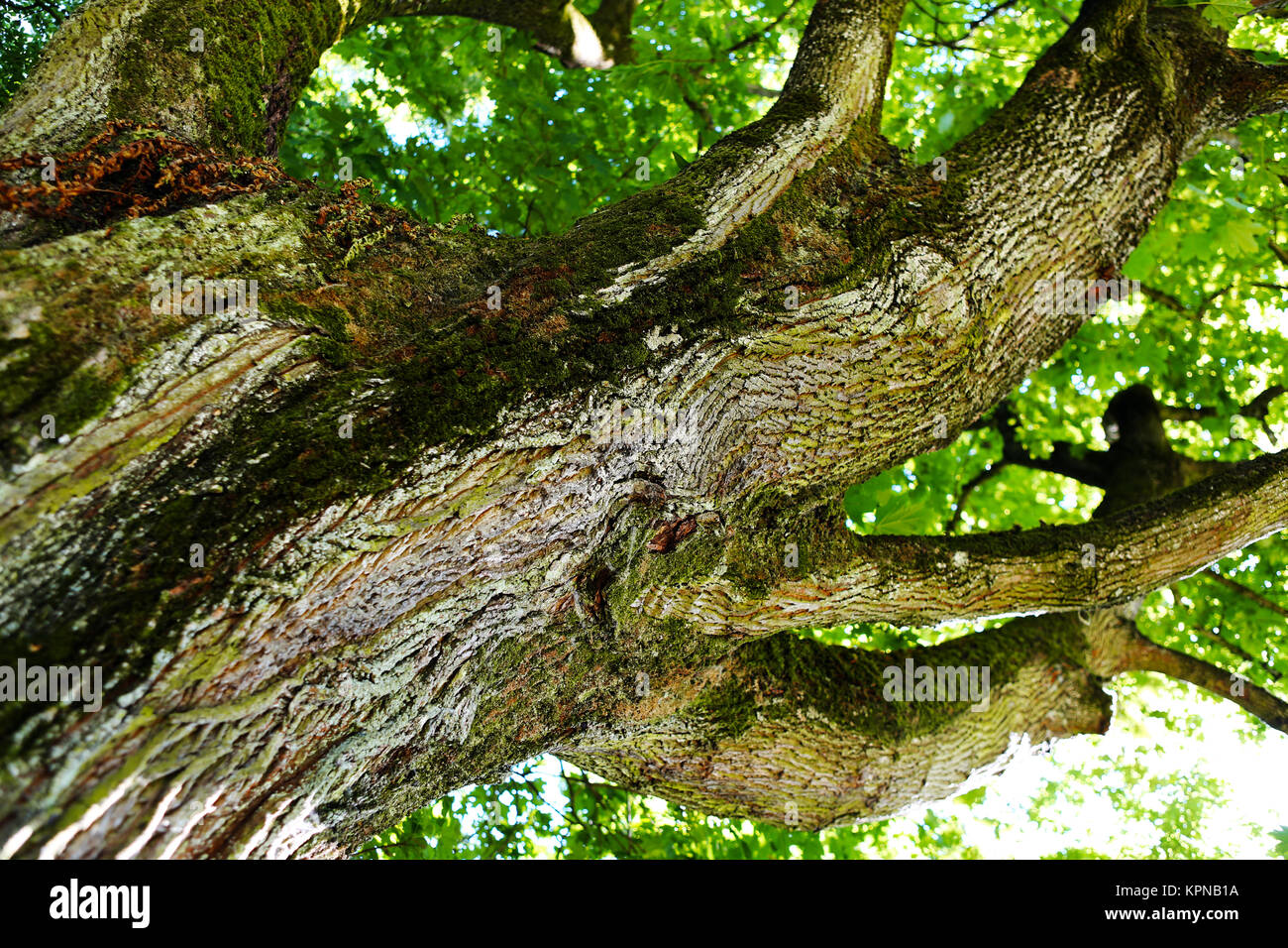 Looking up an oak tree crown with spring green foliage Stock Photo Alamy