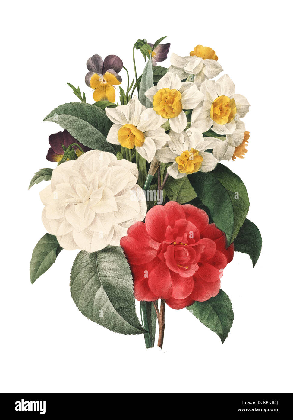 19th-century illustration of a bouquet of camellias daffodils and viollets. Engraving by Pierre-Joseph Redoute. Published in Choix Des Plus Belles Fle Stock Photo