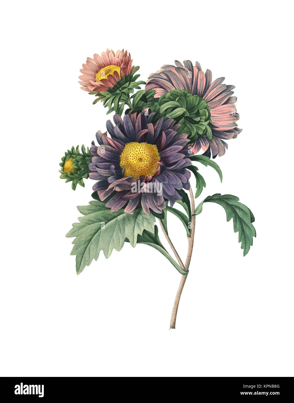 19th-century illustration of a chinese aster. Engraving by Pierre-Joseph Redoute. Published in Choix Des Plus Belles Fleurs, Paris (1827). Stock Photo
