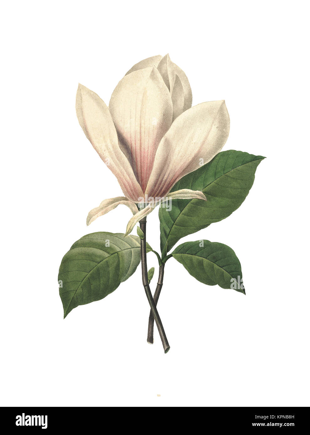19th-century illustration of a chinese magnolia. Engraving by