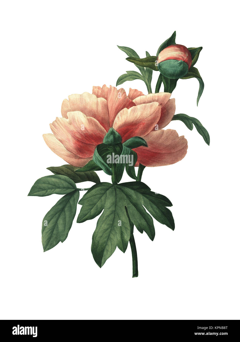 19th-century illustration of a Chinese peony. Engraving by Pierre-Joseph Redoute. Published in Choix Des Plus Belles Fleurs, Paris (1827). Stock Photo