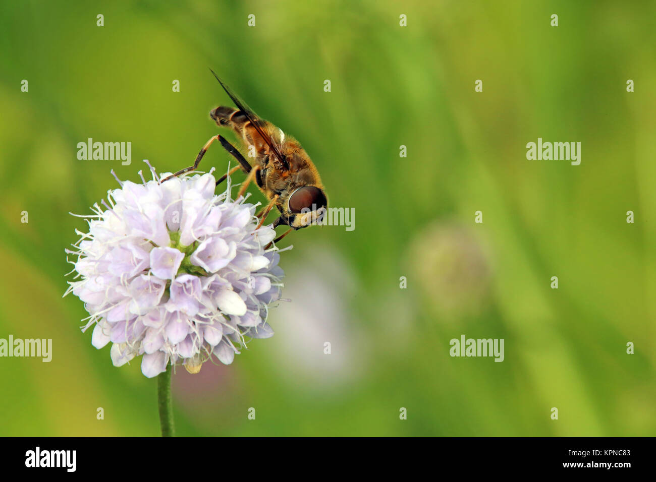 hoverfly on moorabbiss Stock Photo