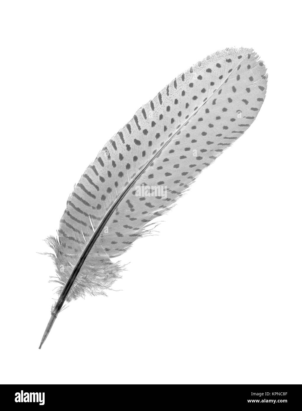Feather Guinea Fowl Stock Photo Alamy