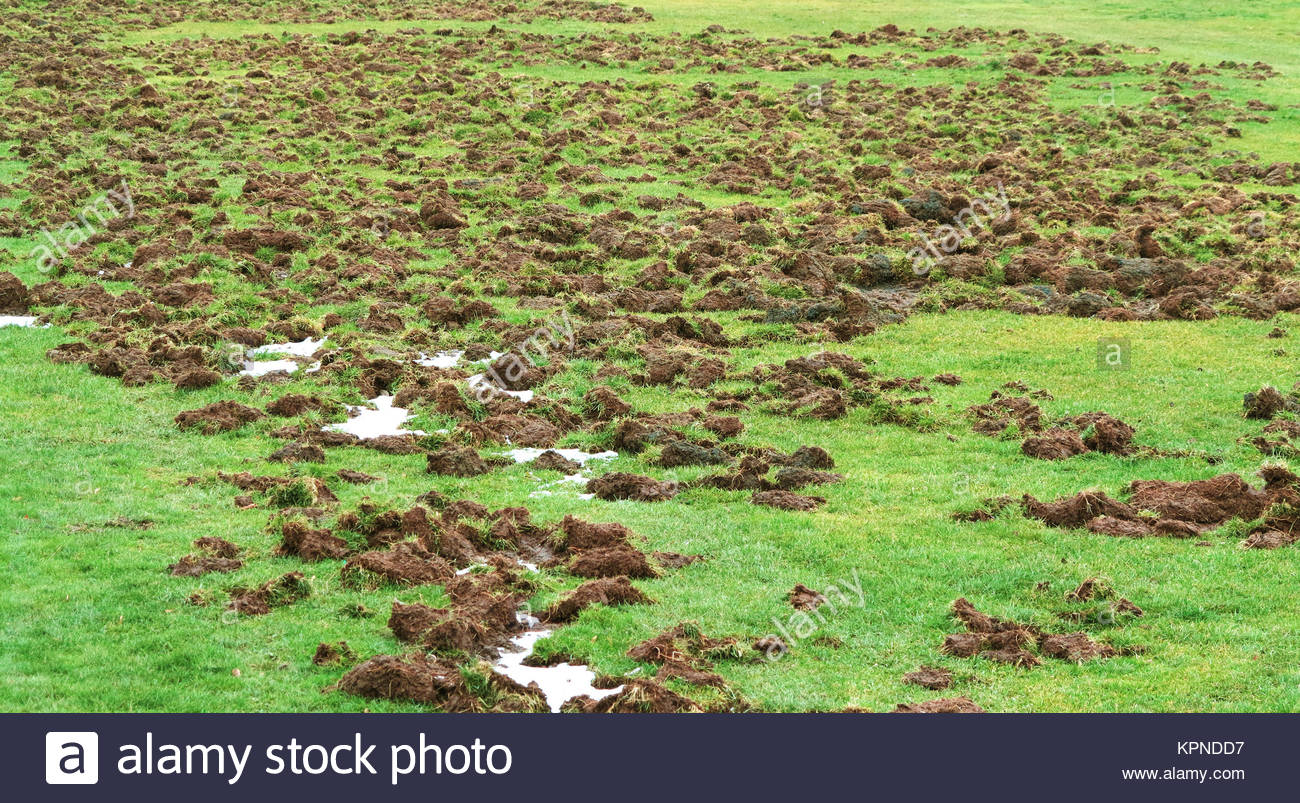 Wild Pig Damage Stock Photos & Wild Pig Damage Stock Images Alamy