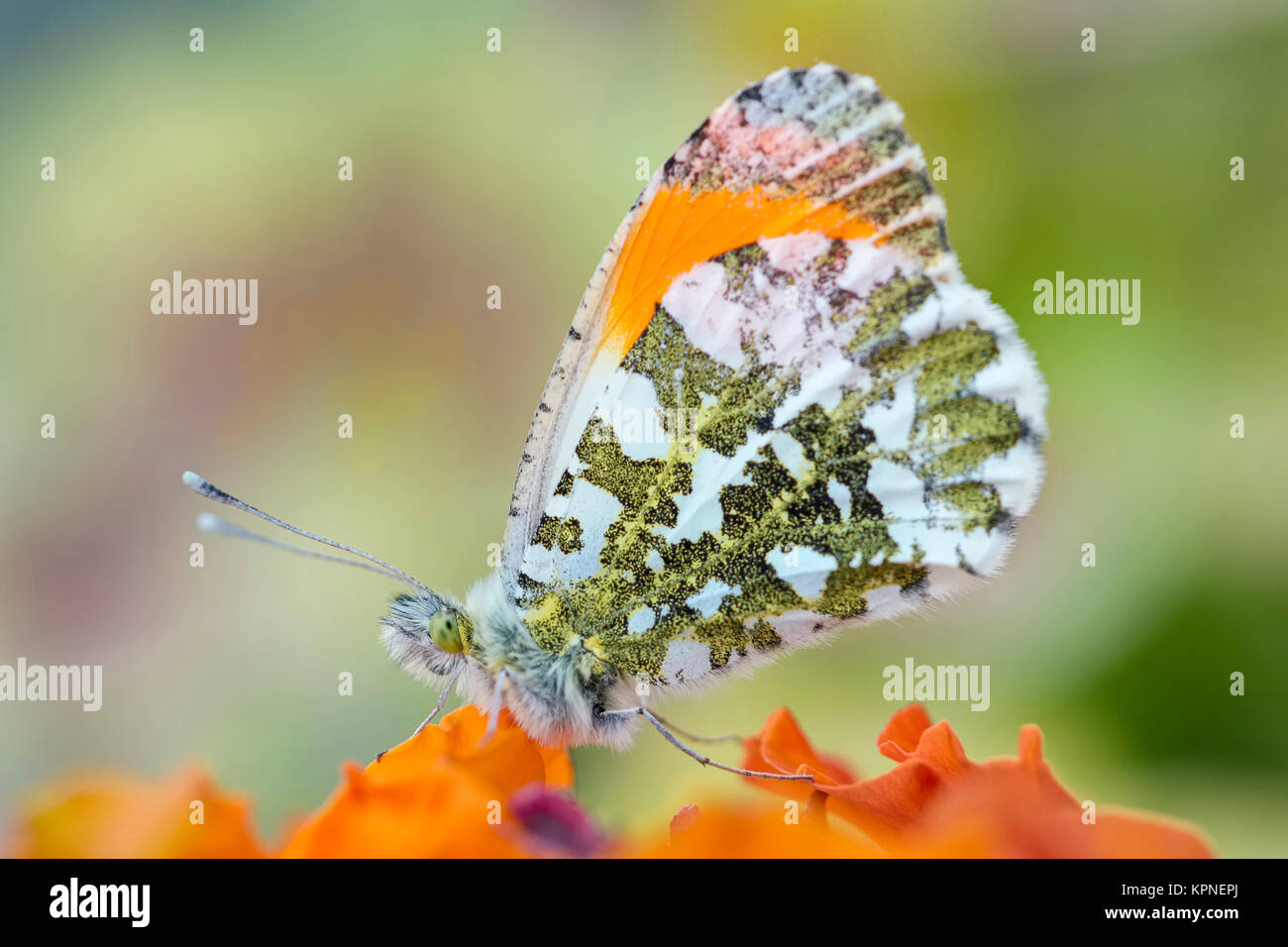 Male orange-tip butterfly resting on Erysimum 'apricot delight' -  Anthocharis cardamines Stock Photo