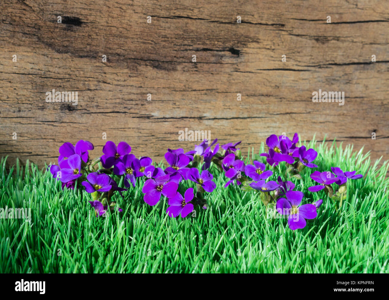 little purple flowers in the sunshine - purple rock cress Stock Photo