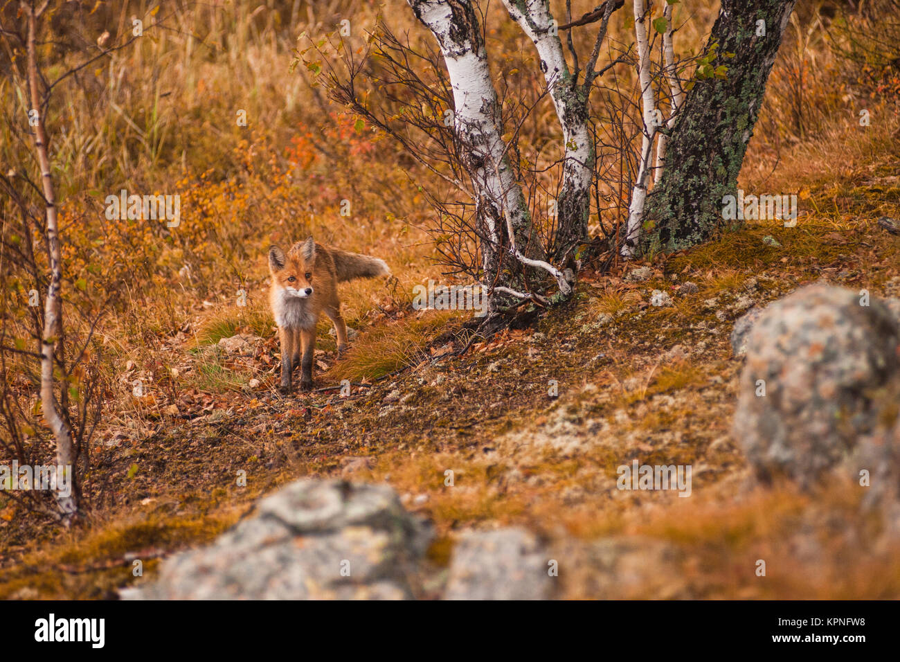 Red fox in taiga Stock Photo - Alamy