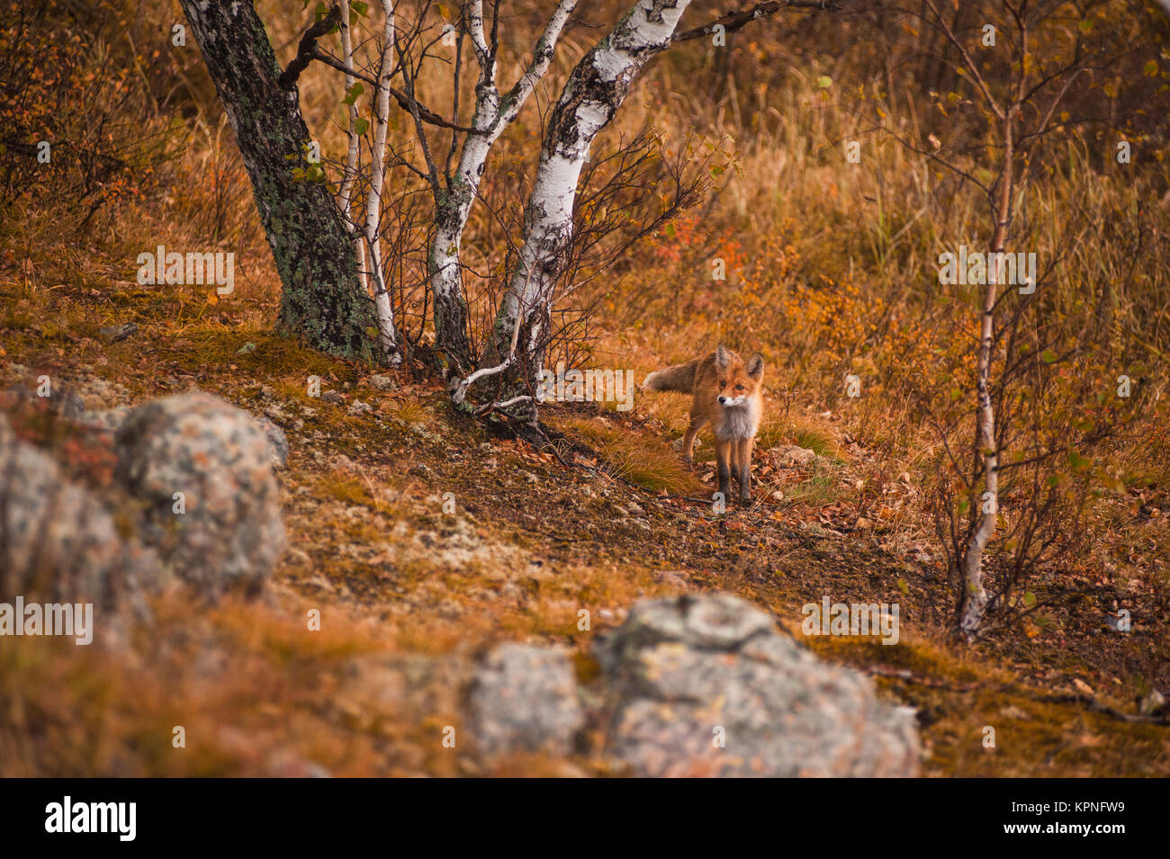 Red fox in taiga Stock Photo Alamy